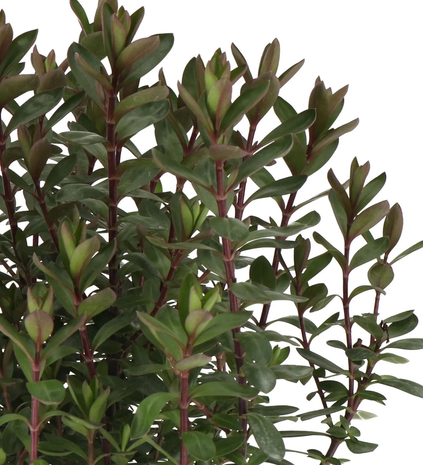 Struikveronica (Hebe 'Purple Pixie' ®) D 17 H 25 cm