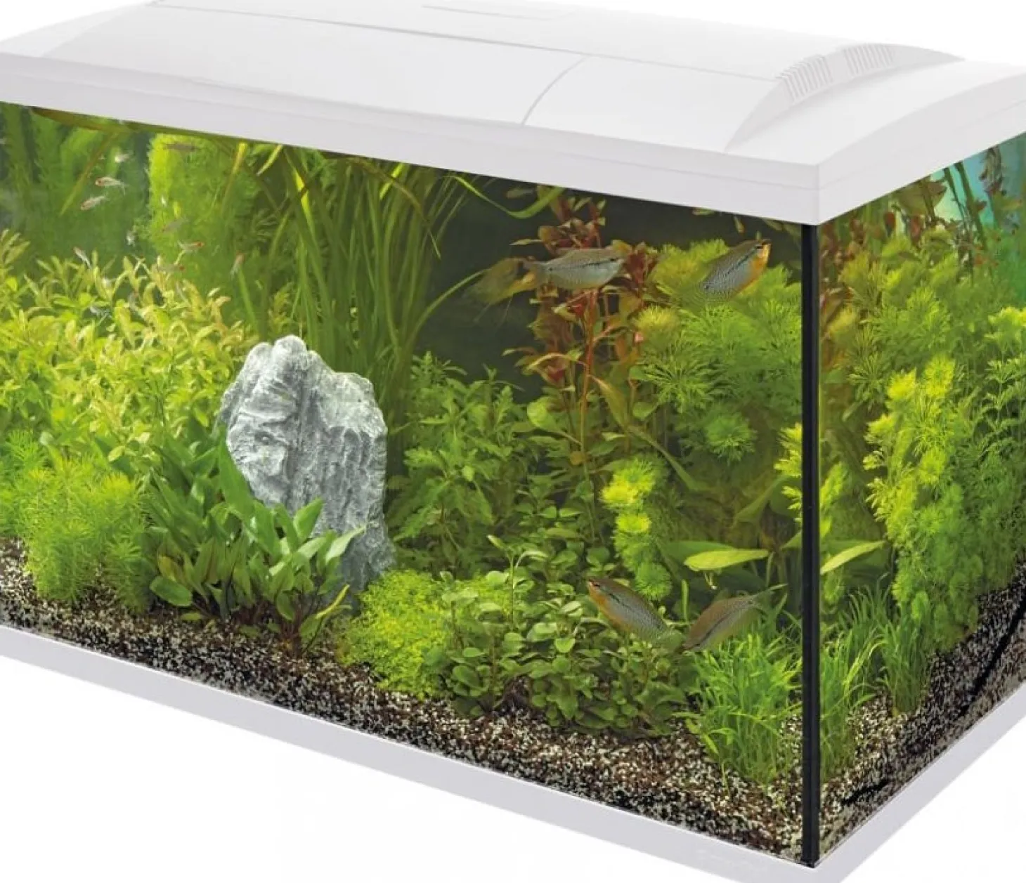 SuperFish aquarium Start 150 Tropical Kit wit 146 L