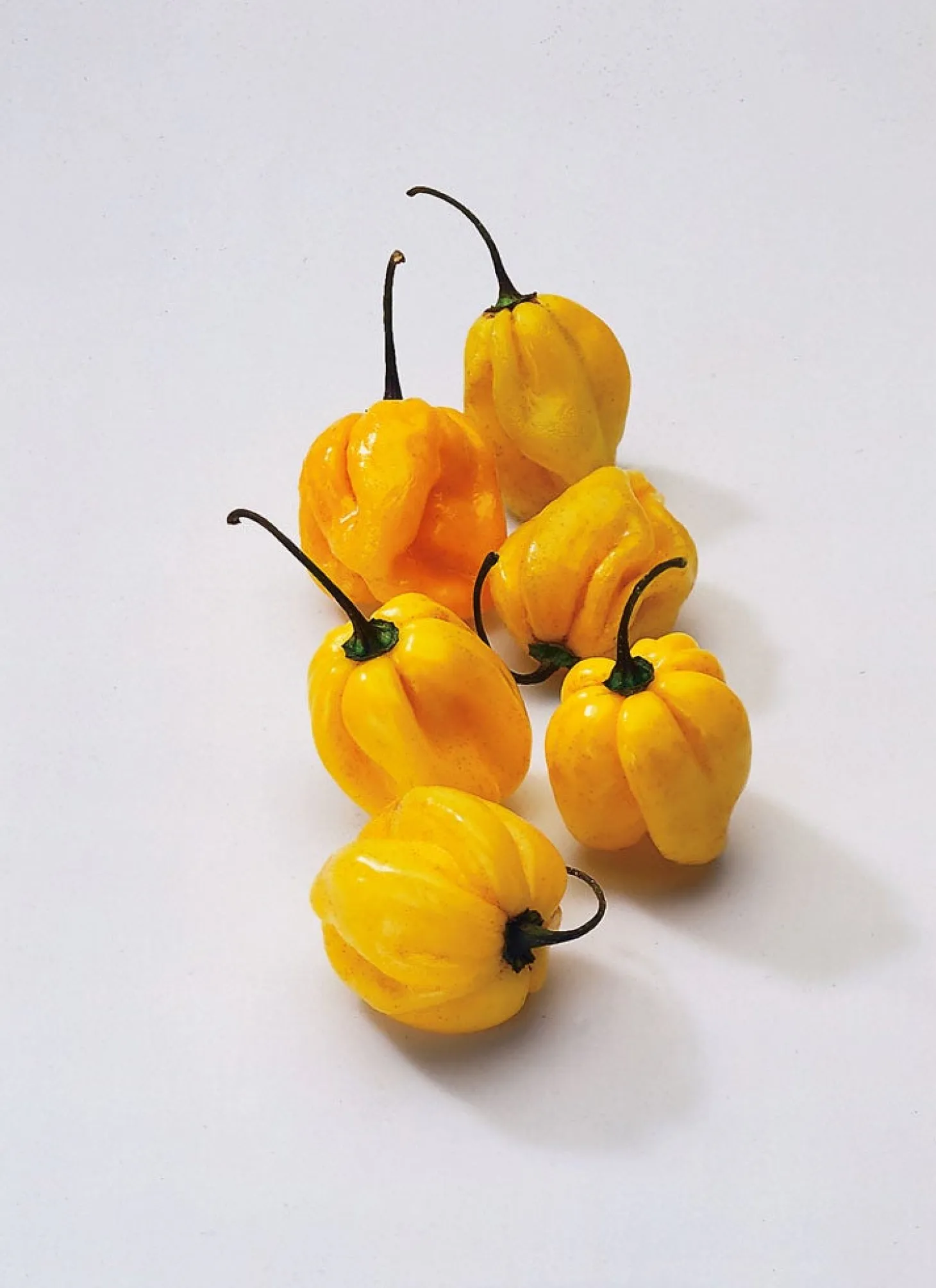 Surinaamse Peper Geel (Capsicum annuum)
