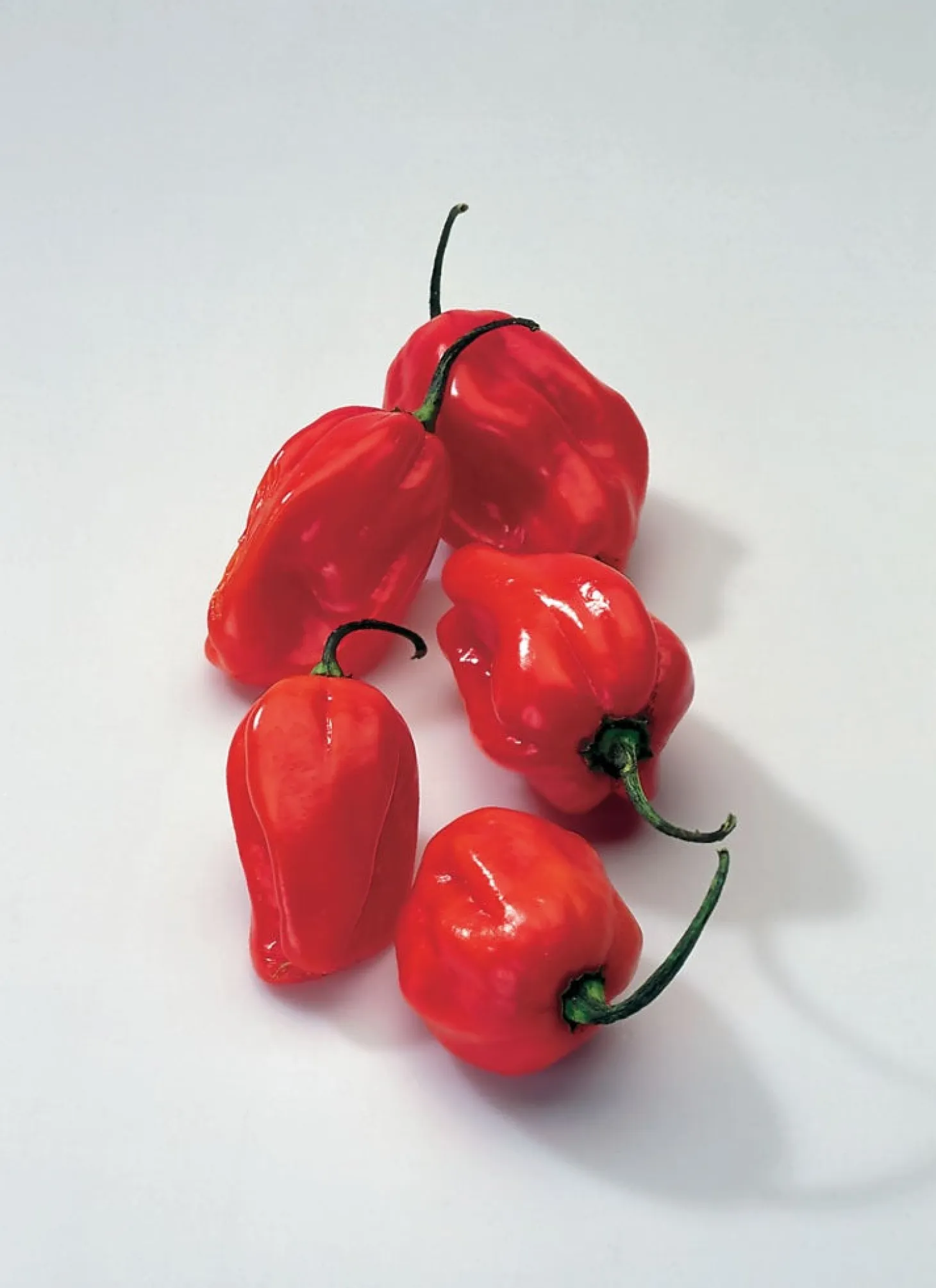 Surinaamse Peper Rood (Capsicum annuum)