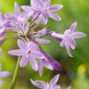 Thulbachia (Thulbachia violacea) D 9 H 20 cm