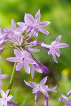 Thulbachia (Thulbachia violacea) D 9 H 20 cm