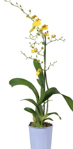 Tijgerorchidee (Oncidium 'Munsterland Stern') D 12 H 55 cm