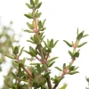 Tijm (Thymus vulgare 'Compactus') D 11 H 10 cm