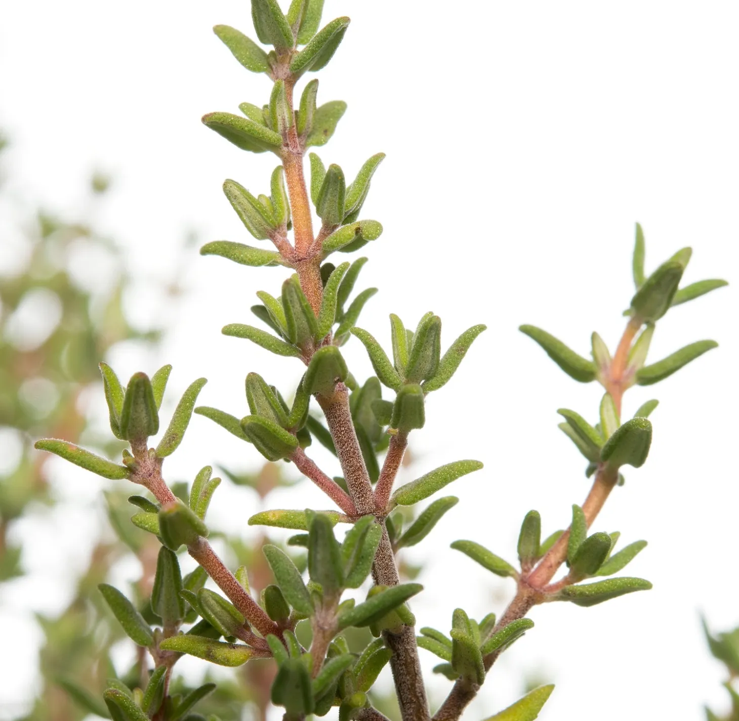 Tijm (Thymus vulgare 'Compactus') D 11 H 10 cm