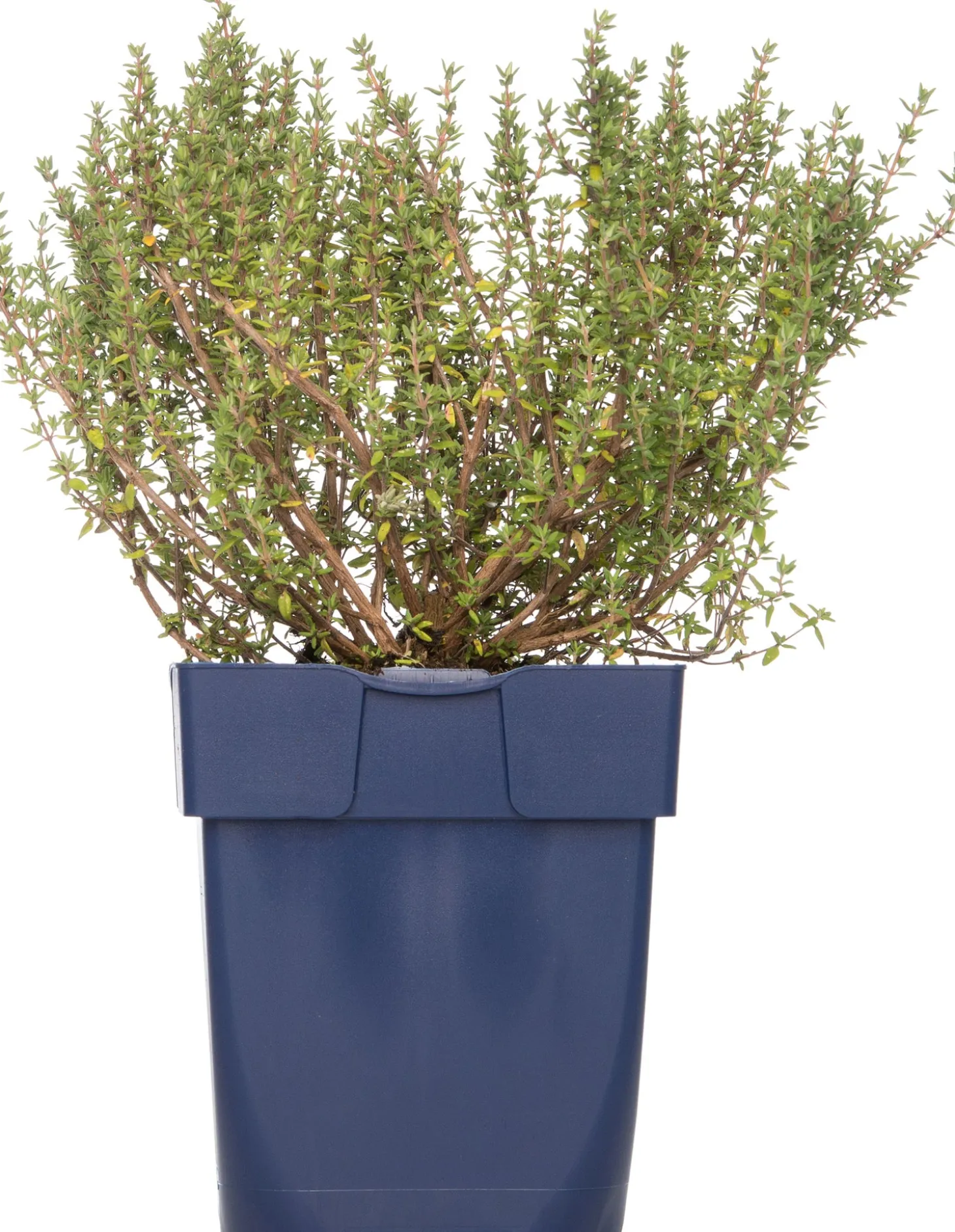 Tijm (Thymus vulgare 'Compactus') D 11 H 10 cm