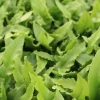 Tongvaren (Asplenium scolopendrium) D 9 H 10 cm