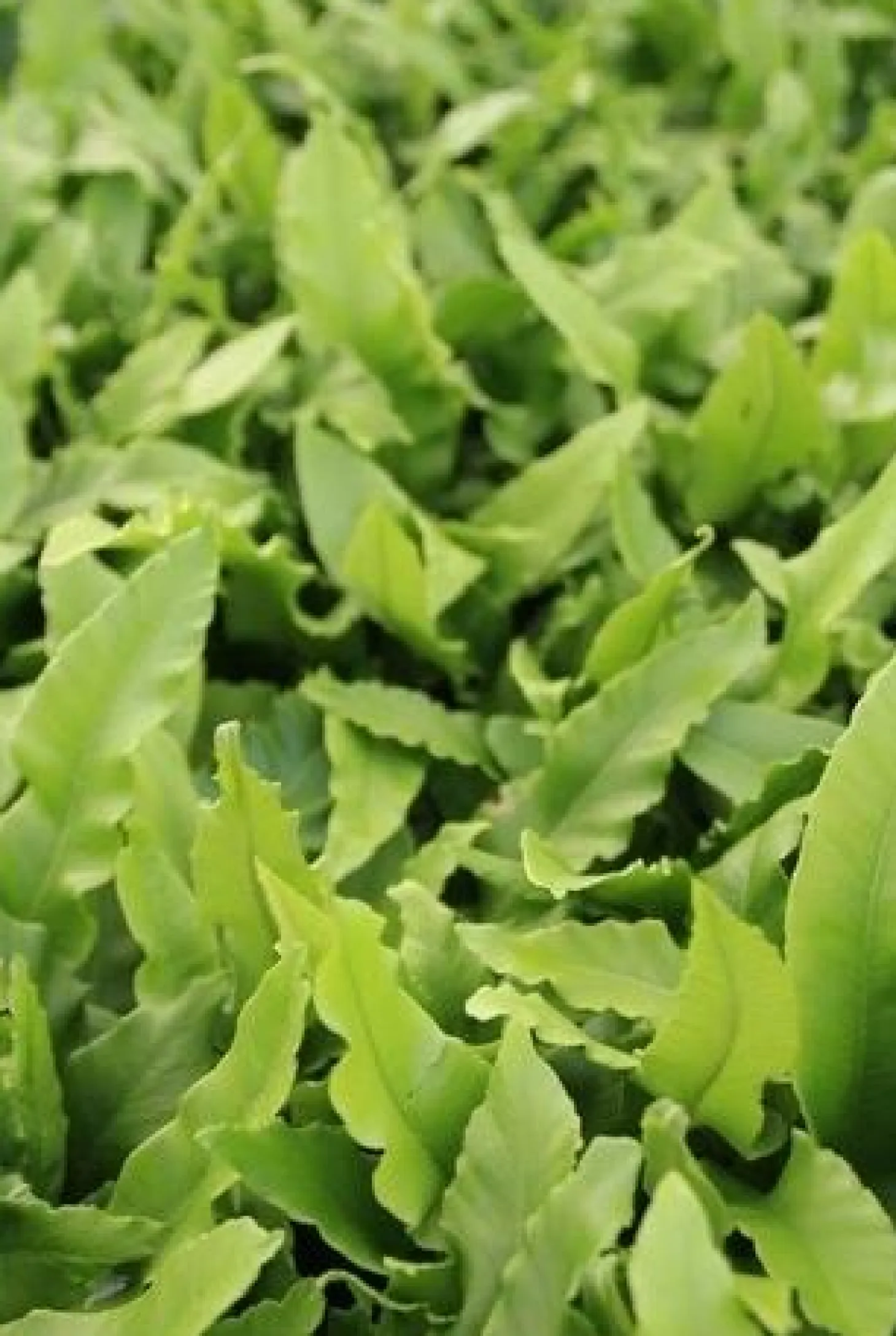 Tongvaren (Asplenium scolopendrium) D 9 H 10 cm