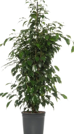 Treurvijg (Ficus benjamina 'Danielle') D 21 H 105 cm