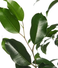 Treurvijg (Ficus benjamina 'Danielle') D 21 H 105 cm