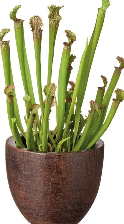 Trompetbekerplant (Sarracenia) D 12 H 35 cm