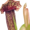 Trompetbekerplant (Sarracenia) D 8,5 H 40 cm