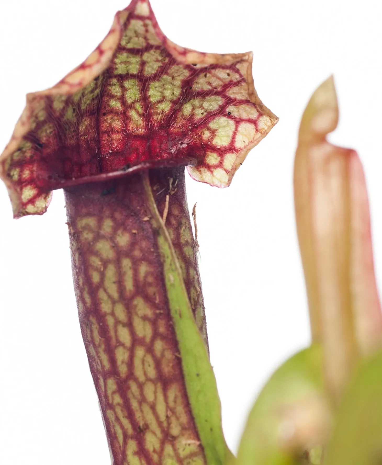 Trompetbekerplant (Sarracenia) D 8,5 H 40 cm