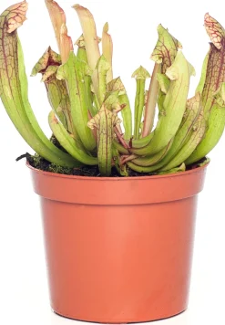 Trompetbekerplant (Sarracenia) D 8,5 H 40 cm