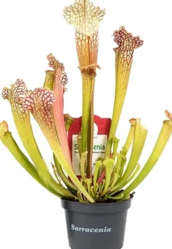 Trompetbekerplant (Sarracenia 'Compacta') D 9 H 20 cm