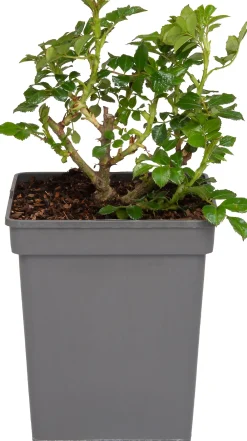 Trosroos Grootbloemig (Rosa 'Augusta Luise') D 23 H 25 cm