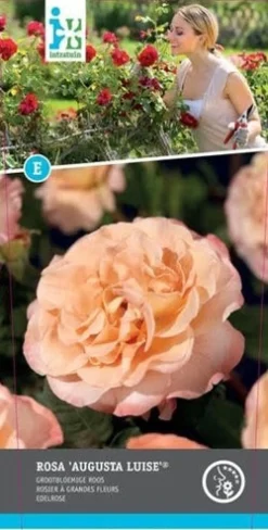 Trosroos Grootbloemig (Rosa 'Augusta Luise') D 23 H 25 cm