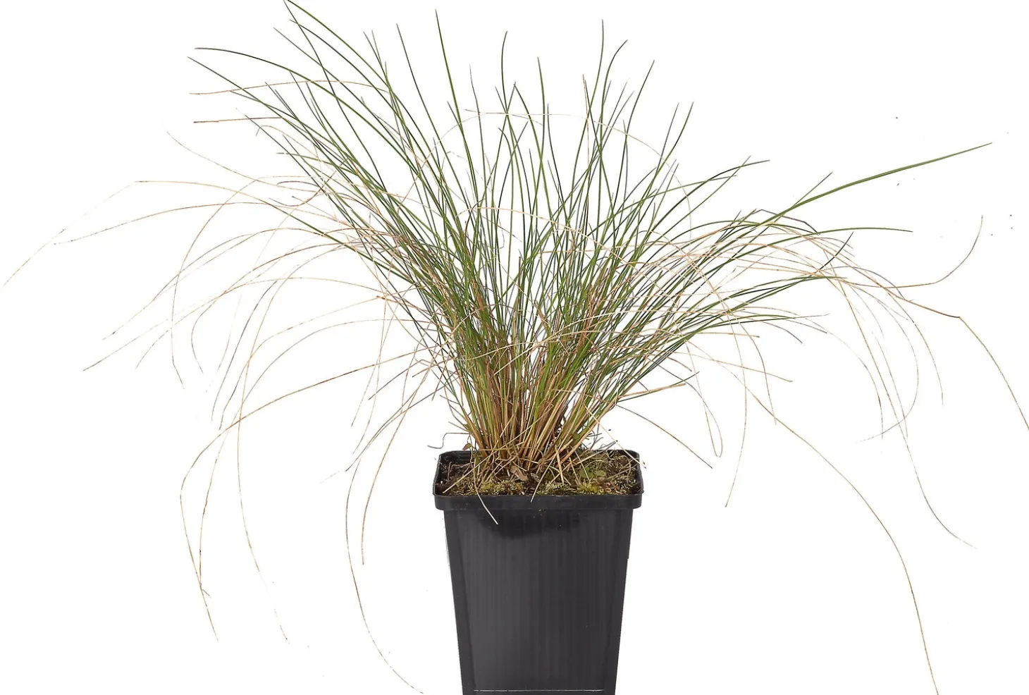Vedergras (Stipa capillata) D 9 H 10 cm