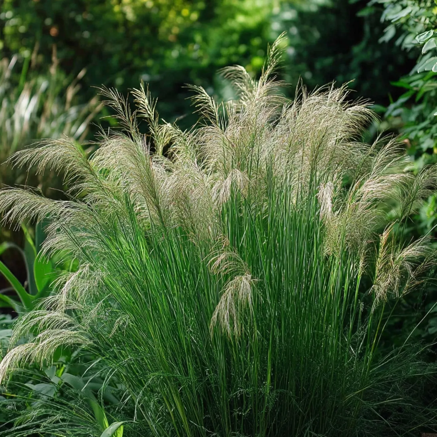 Vedergras (Stipa capillata) D 9 H 10 cm