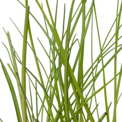Veenpluis (Eriophorum angustifolium) D 9 H 20 cm