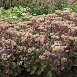 Vetkruid (Sedum 'Matrona') D 9 H 10 cm
