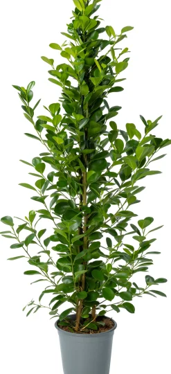 Vijgenboom (Ficus microcarpa 'Moclame') D 24 H 135 cm