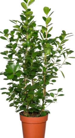Vijgenboom (Ficus microcarpa 'Moclame') D 24 H 85 cm