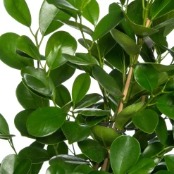 Vijgenboom (Ficus microcarpa 'Moclame') D 24 H 85 cm