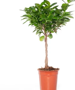 Vijgenboom (Ficus microcarpa 'Moclame') D 17 H 60 cm