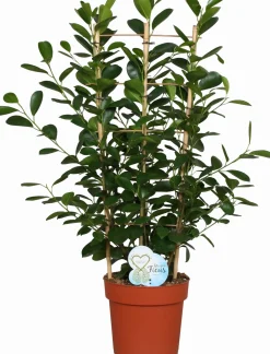 Vijgenboom (Ficus microcarpa 'Moclame') op rek D 24 H 90 cm