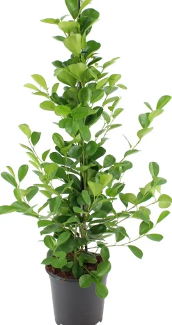 Vijgenboom (Ficus microcarpa 'Moclame') D 21 H 100 cm