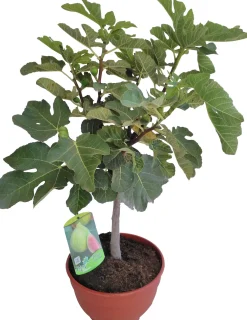 Vijg (Ficus carica) D 25 H 70 cm