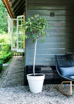 Vijg (Ficus carica) D 28 H 130 cm