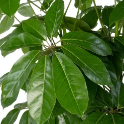 Vingerboom (Schefflera actinophylla 'Amate') D 38 H 180 cm