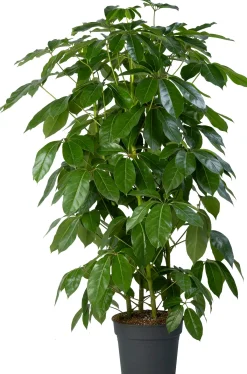 Vingerboom (Schefflera actinophylla 'Amate') D 38 H 180 cm
