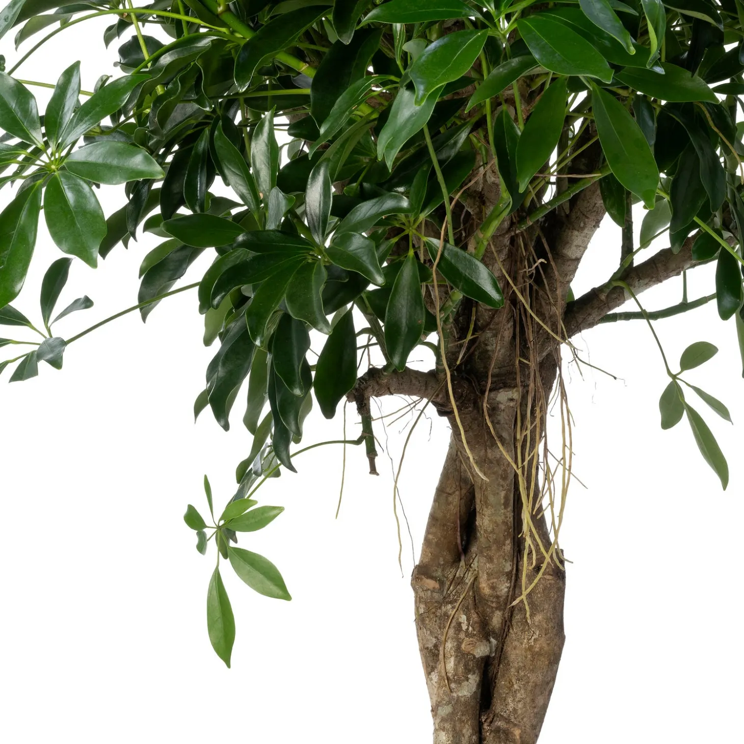 Vingerboom (Schefflera arboricola 'Compacta') D 40 H 180 cm