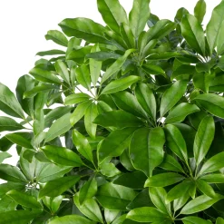 Vingerboom (Schefflera arboricola 'Compacta') D 40 H 180 cm