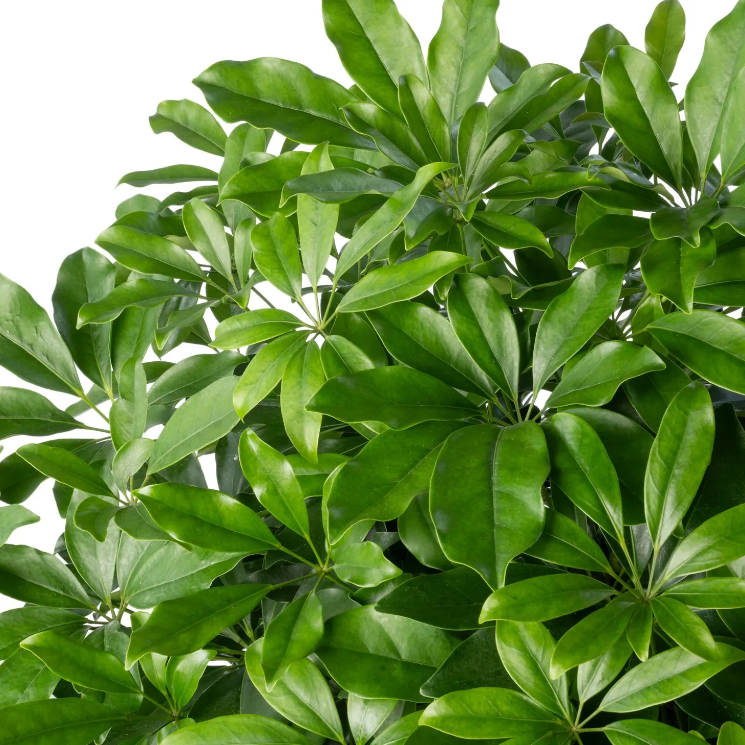 Vingerboom (Schefflera arboricola 'Compacta') D 40 H 180 cm