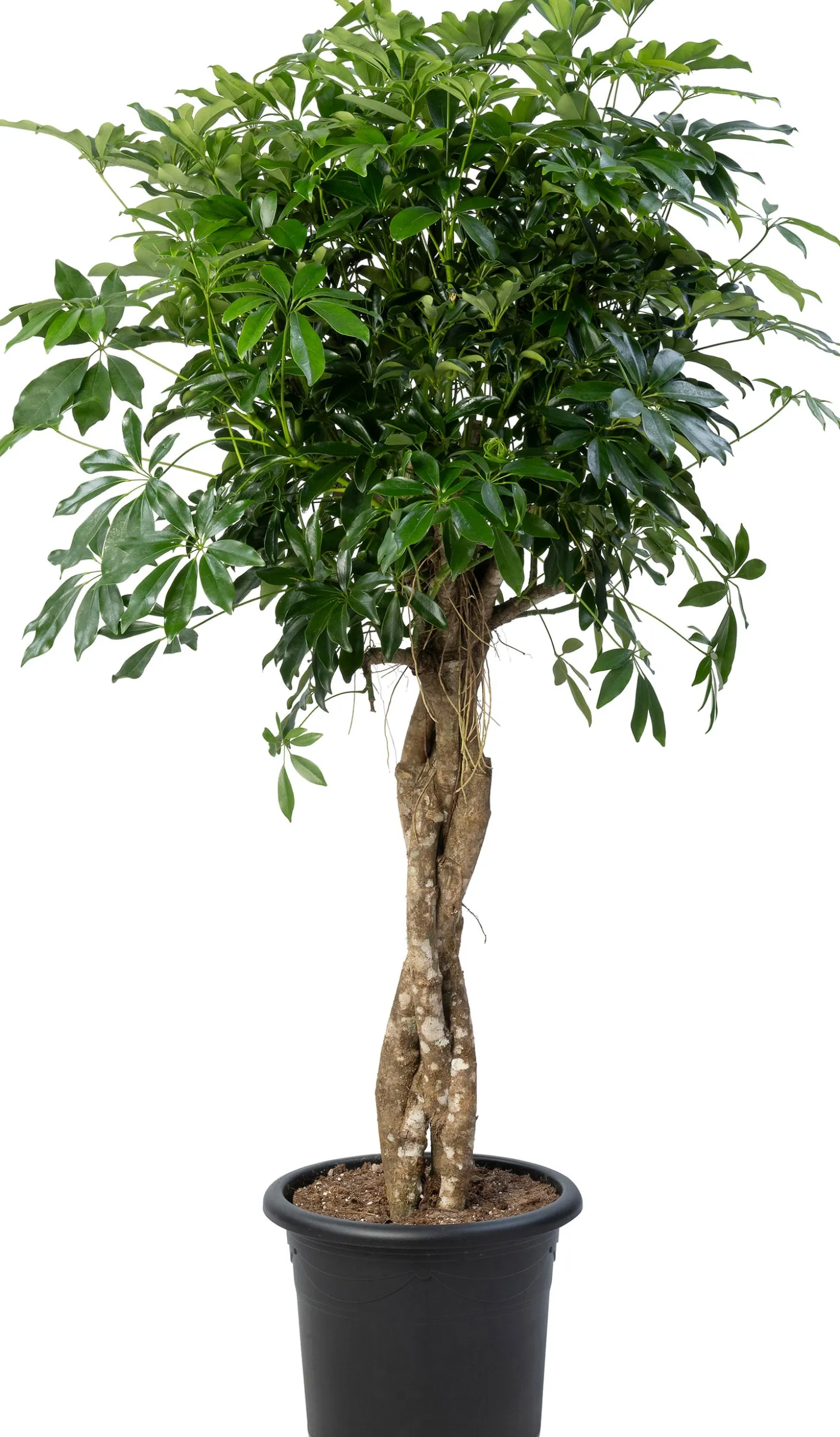 Vingerboom (Schefflera arboricola 'Compacta') D 40 H 180 cm