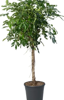 Vingerboom (Schefflera arboricola 'Compacta') D 35 H 180 cm