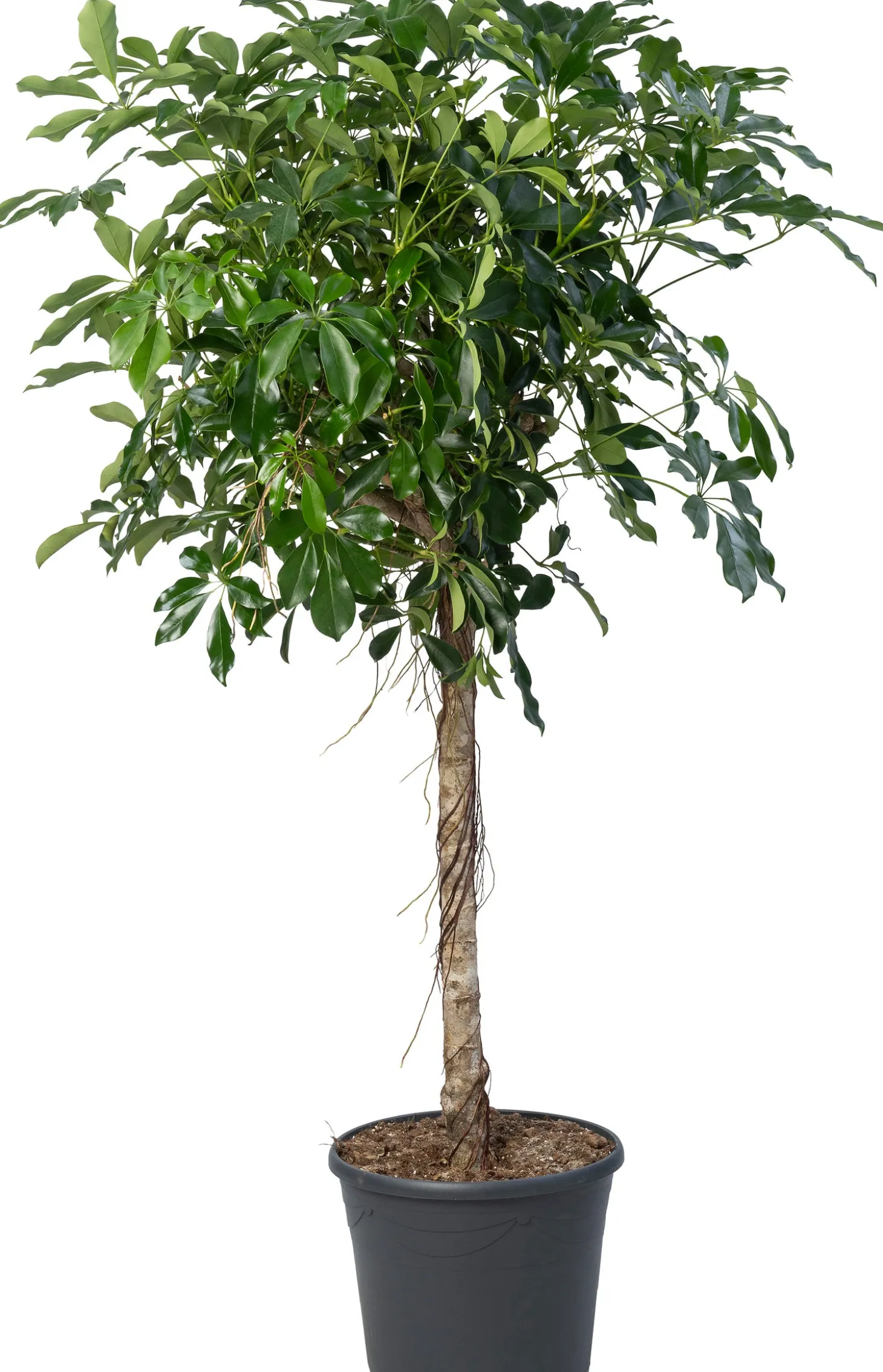 Vingerboom (Schefflera arboricola 'Compacta') D 35 H 180 cm