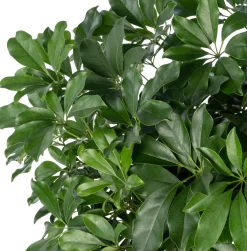 Vingerboom (Schefflera arboricola 'Compacta') D 35 H 180 cm