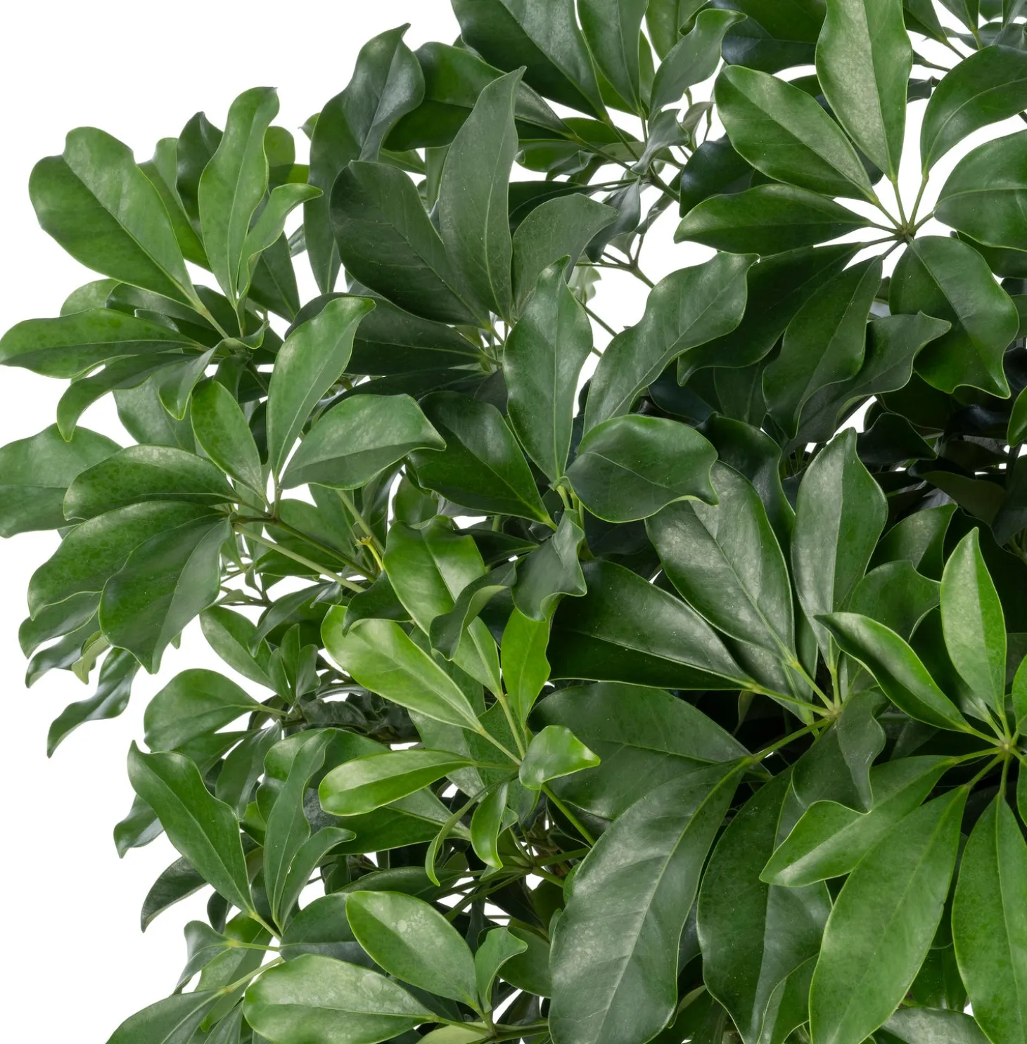 Vingerboom (Schefflera arboricola 'Compacta') D 35 H 180 cm