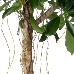 Vingerboom (Schefflera arboricola 'Compacta') D 35 H 180 cm
