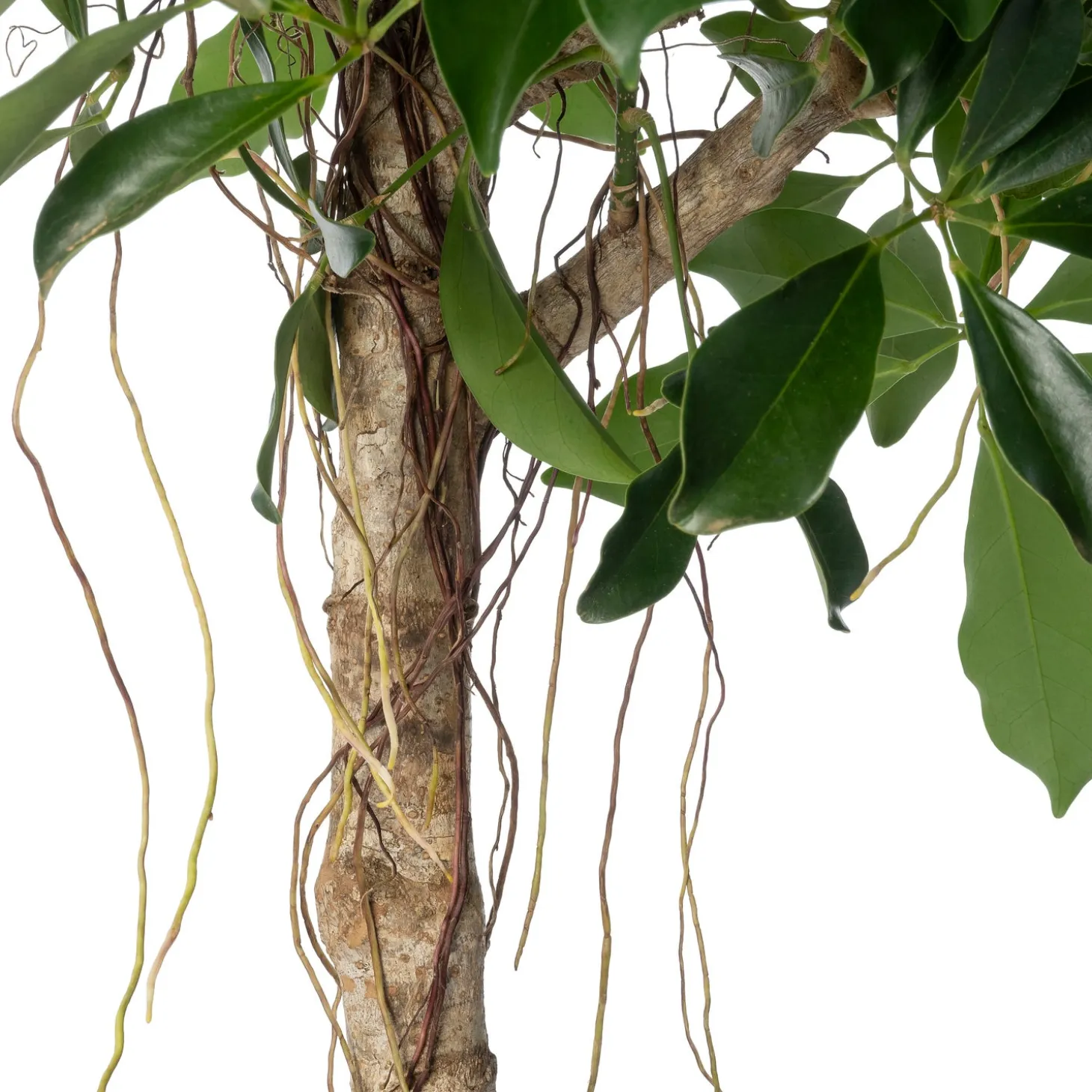 Vingerboom (Schefflera arboricola 'Compacta') D 35 H 180 cm