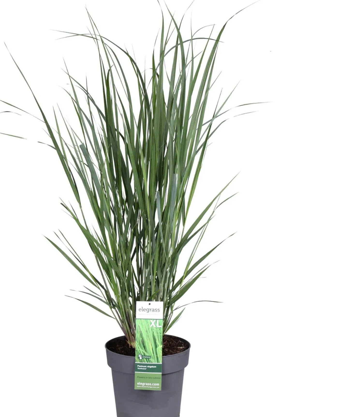 Vingergras (Panicum virgatum 'Northwind') D 23 H 40 cm