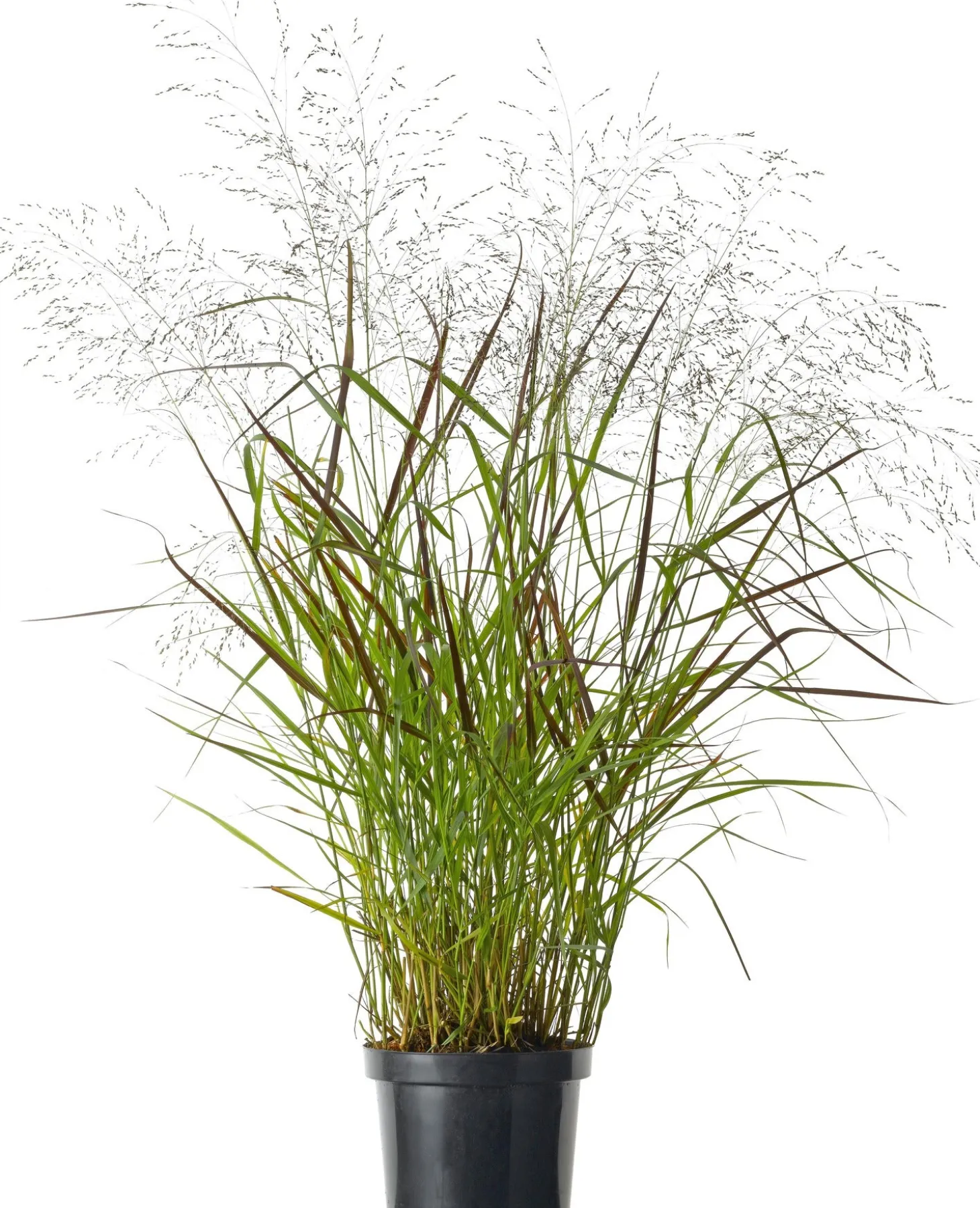 Vingergras (Panicum virgatum 'Squaw') D 9 H 15 cm