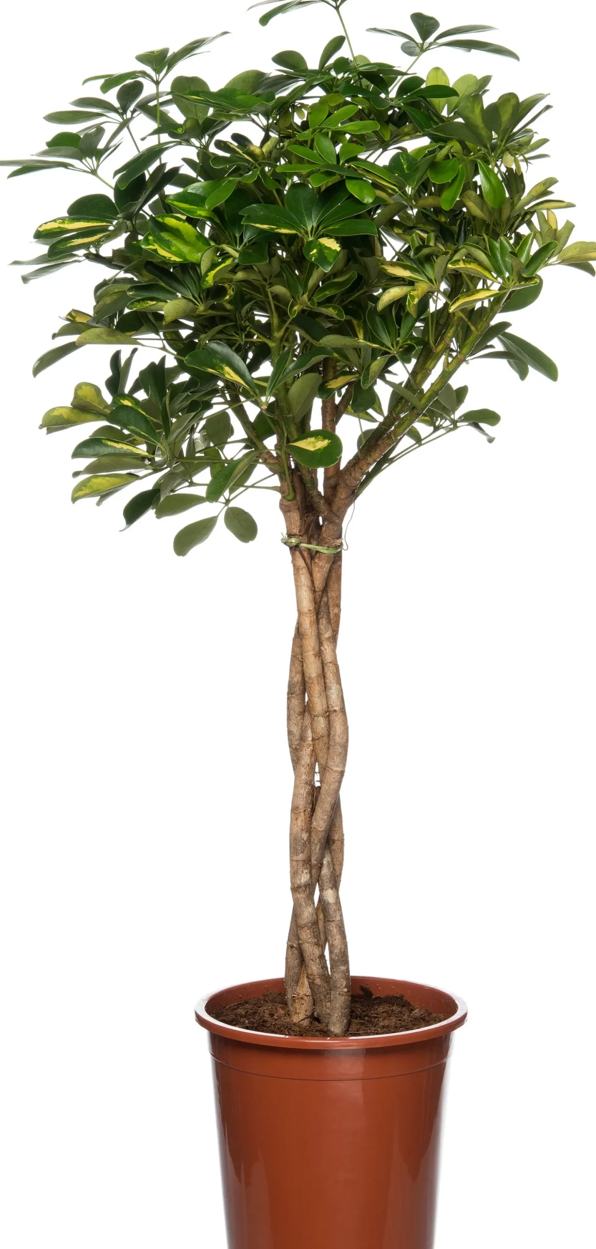 Vingersboom (Schefflera arboricola 'Compacta') D 27 H 120 cm