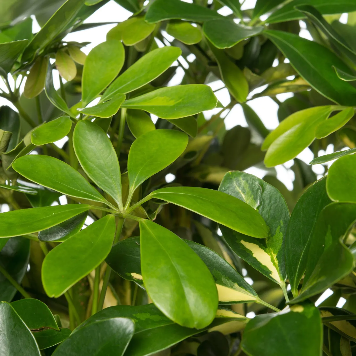 Vingersboom (Schefflera arboricola 'Compacta') D 27 H 120 cm
