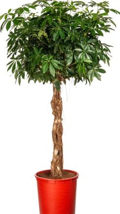 Vingersboom (Schefflera arboricola) D 34 H 160 cm